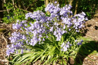 Blumen 1 Blumen 1