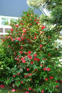 Blumen 3 Blumen 3