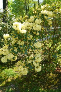 Blumen 4 Blumen 4