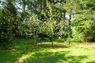 Garten Obstbume