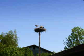 Storchennest Storchennest